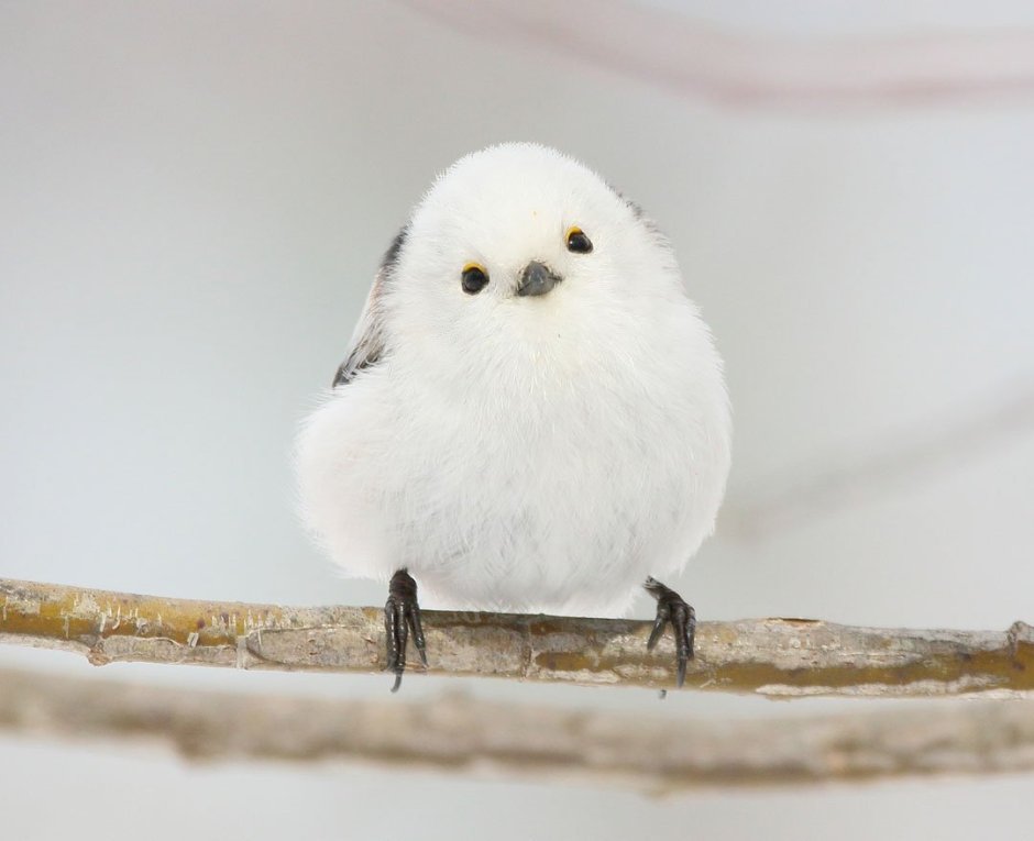 Very Round Bird
