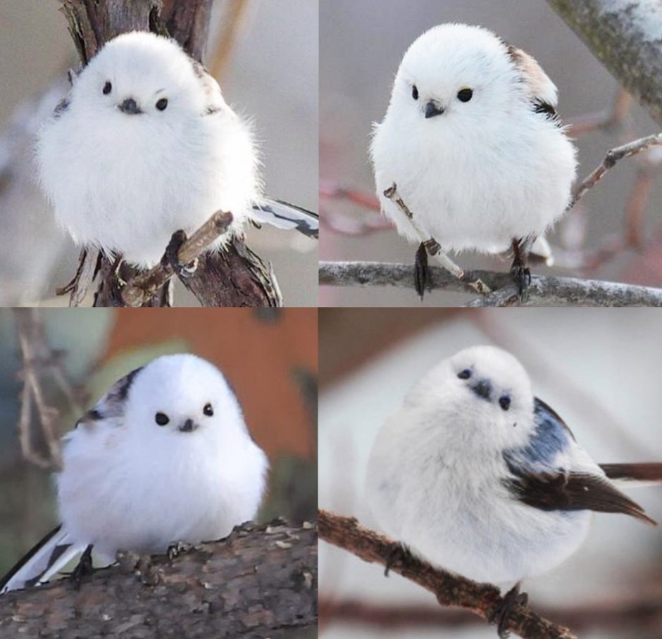 Ополовник в полете