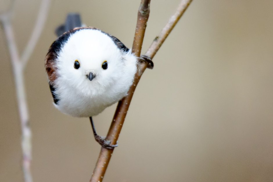 Got7 Bird
