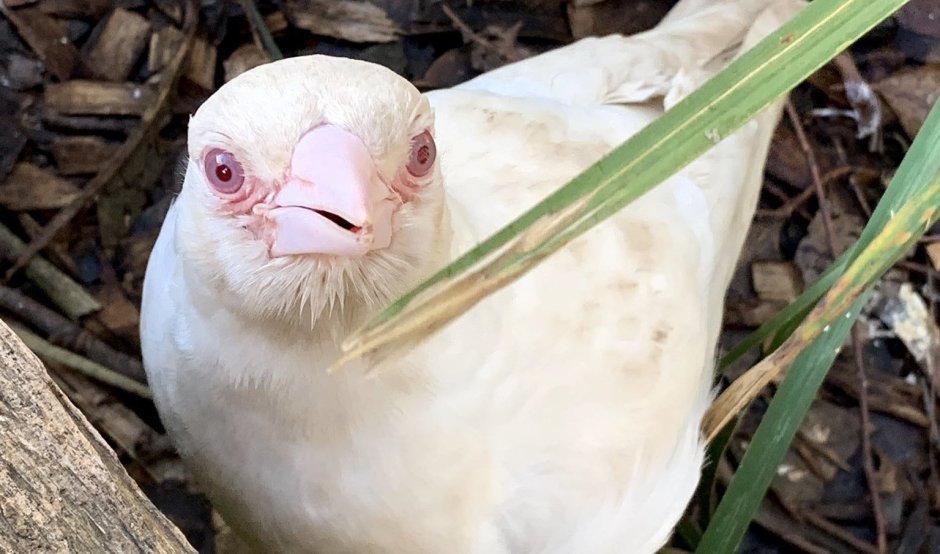 Albino Magpie