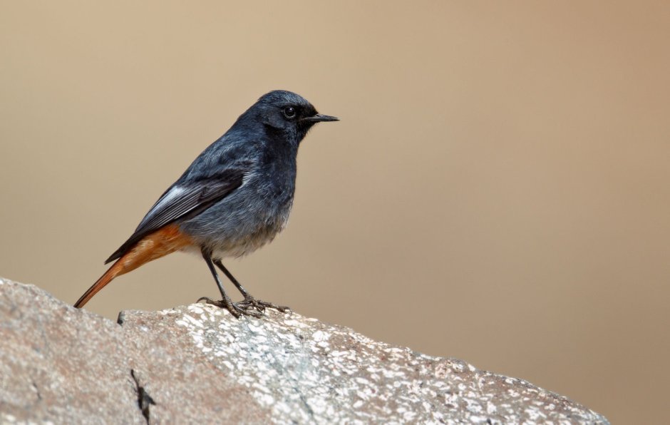 Phoenicurus ochruros