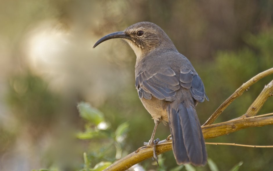 Toxostoma redivivum