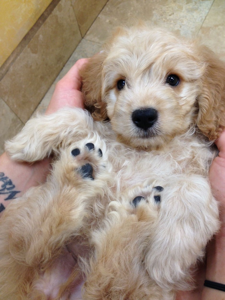 Лабрадудль и шепдудль различия