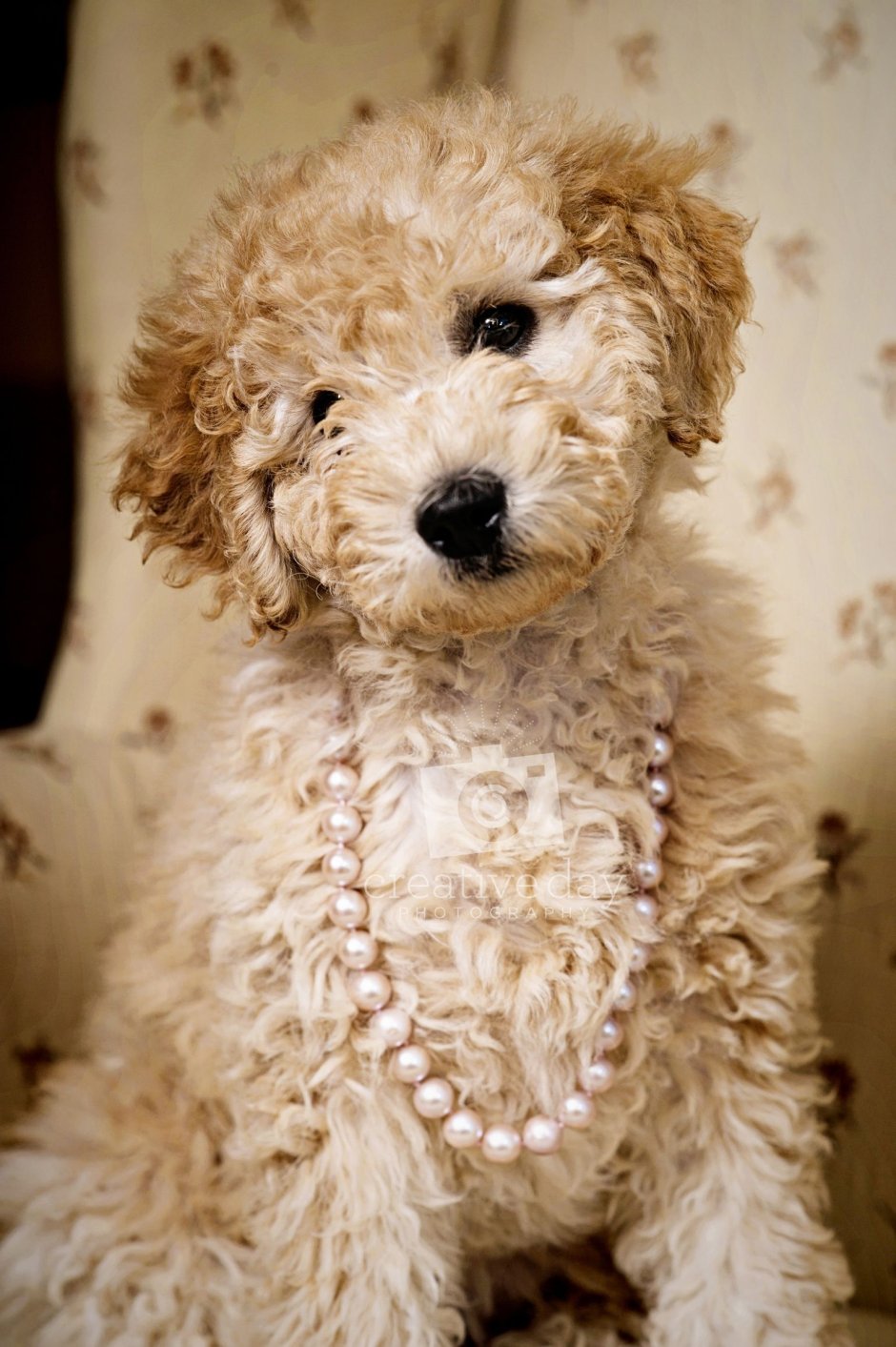 Лабрадудль у знаменитостей