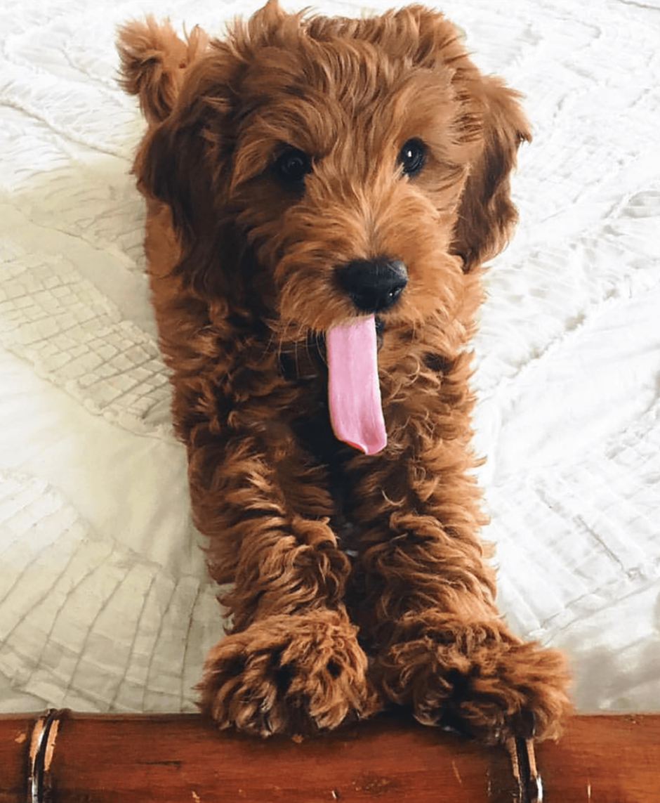 Порода Голден дудль