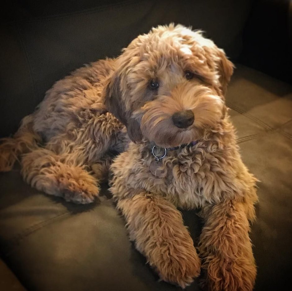 Лабрадудель и мальтипу