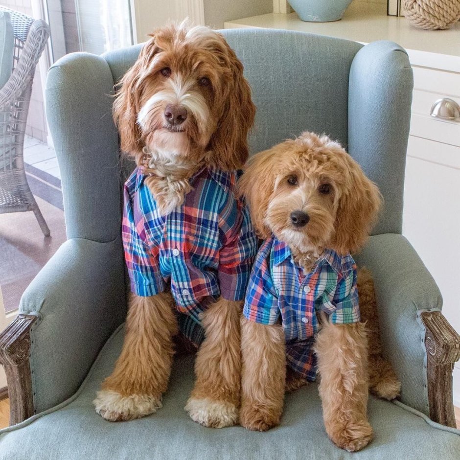 Австралийский лабрадудель Рейган