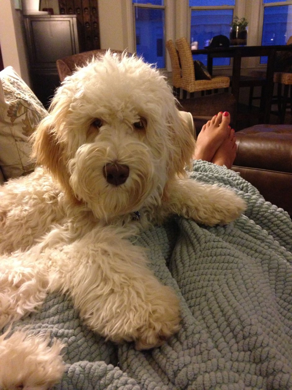 Голдендудль стрижка