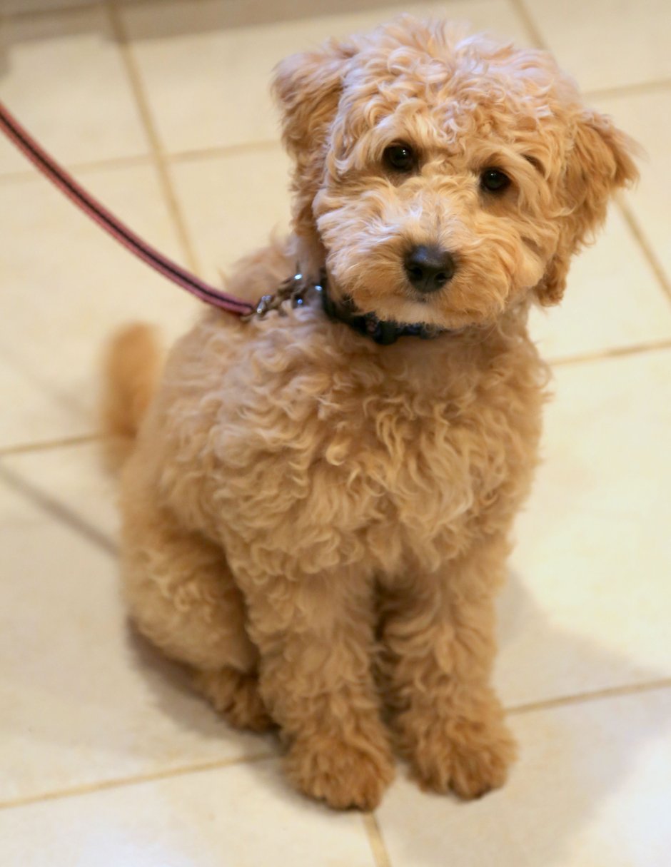 Кудрявая собака