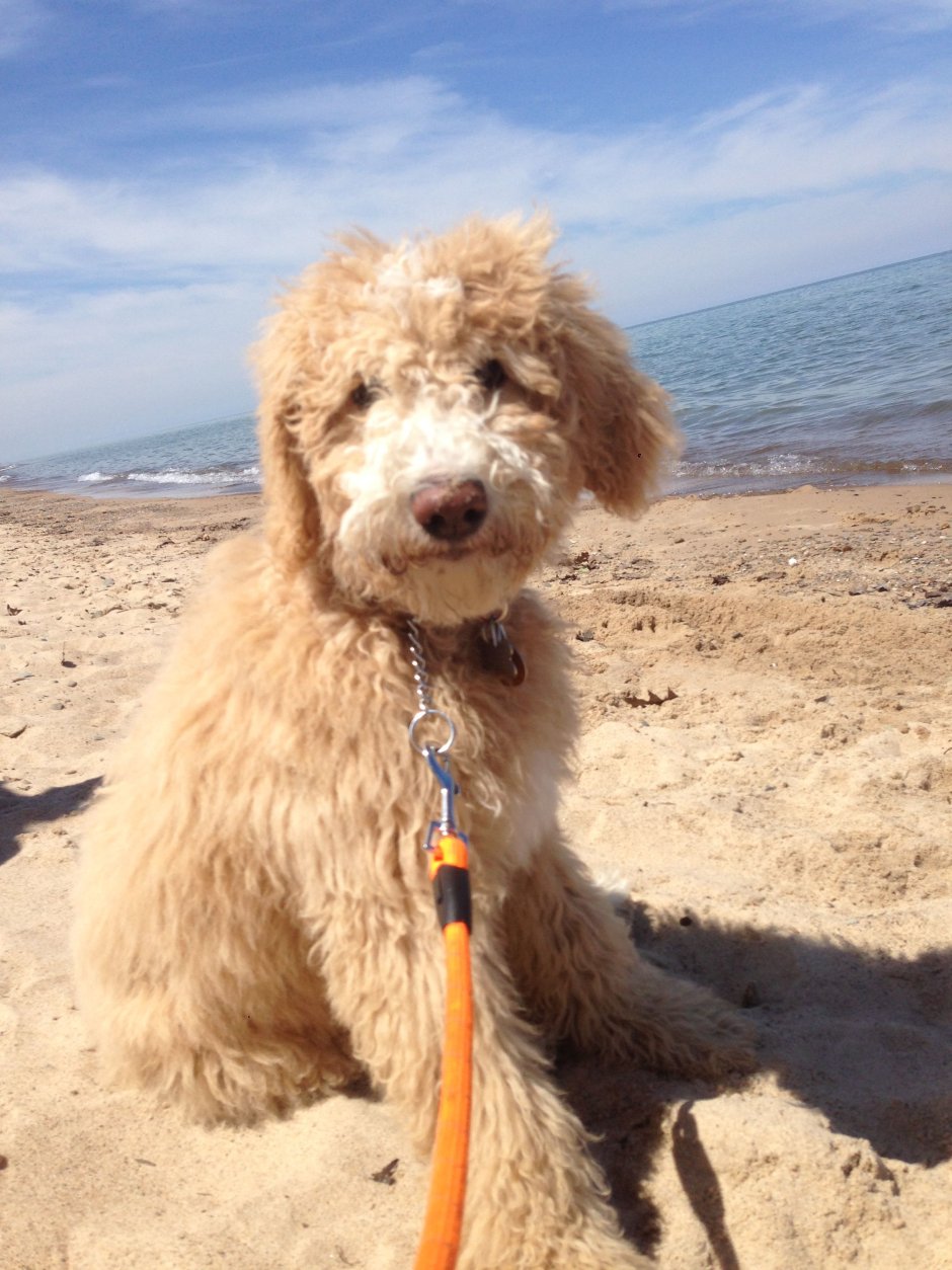 Лабрадудль кокапу порода