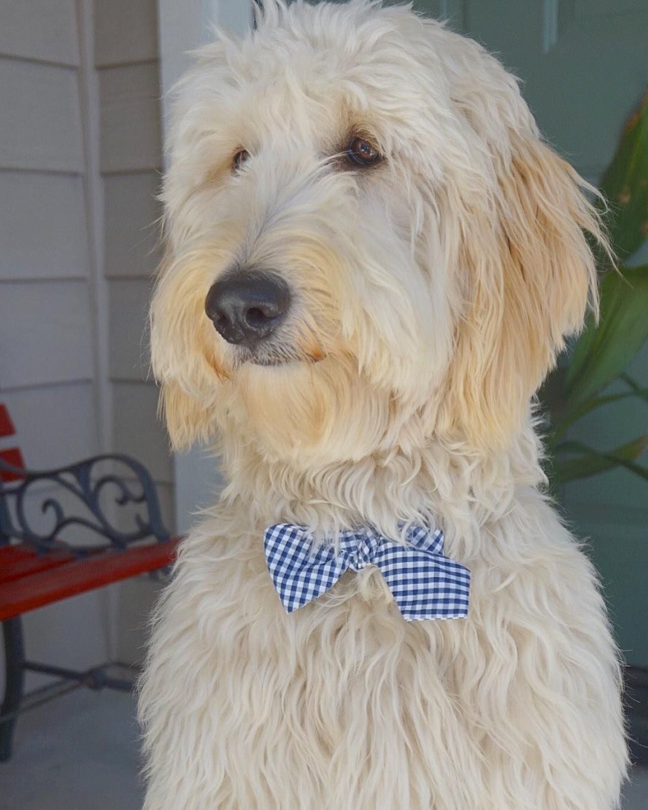 Голдендудль стрижка