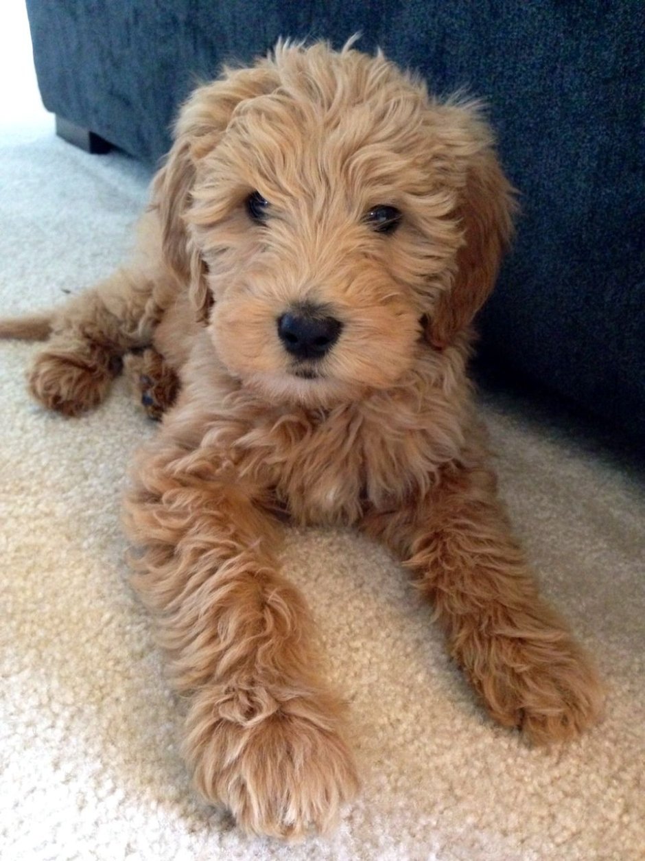 Голдендудль щенок