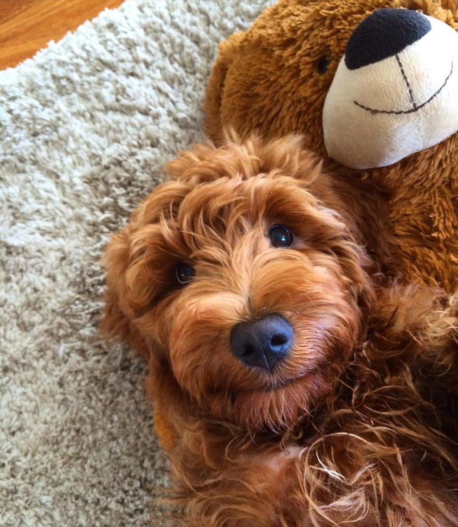 Эстетика собак