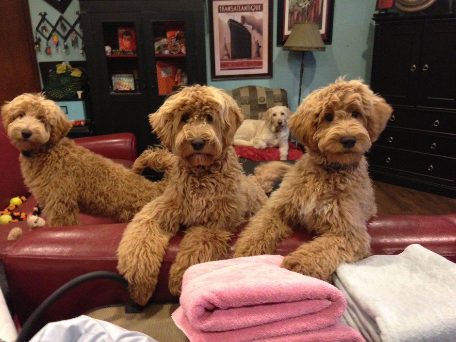 Порода собак карликовый пудель Голдендудль