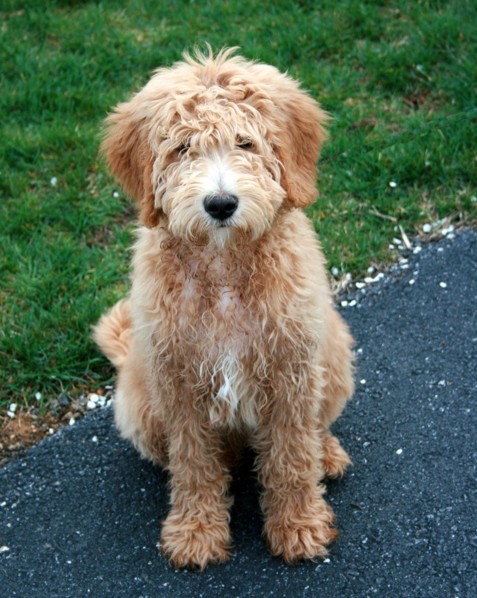 Милая собачка Пинтерест