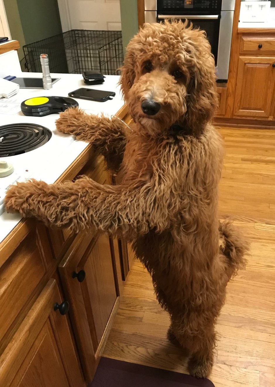 Golden Doodle Dog