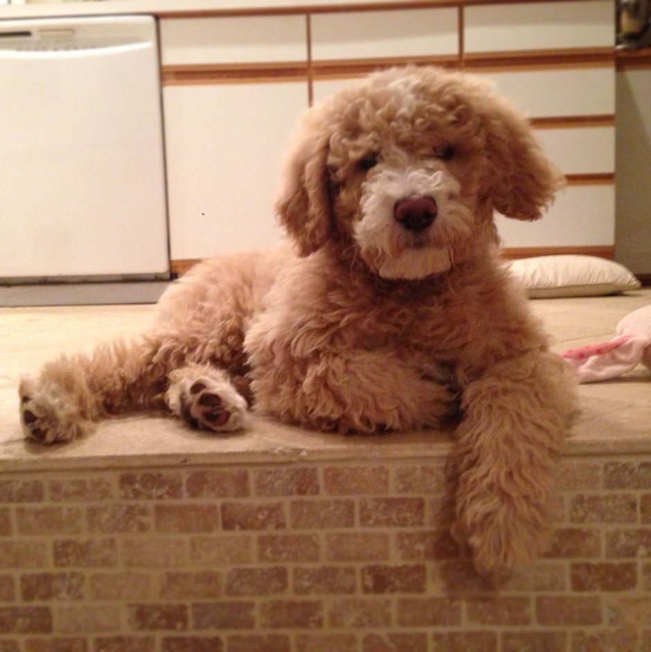 Собаки из Пинтерест