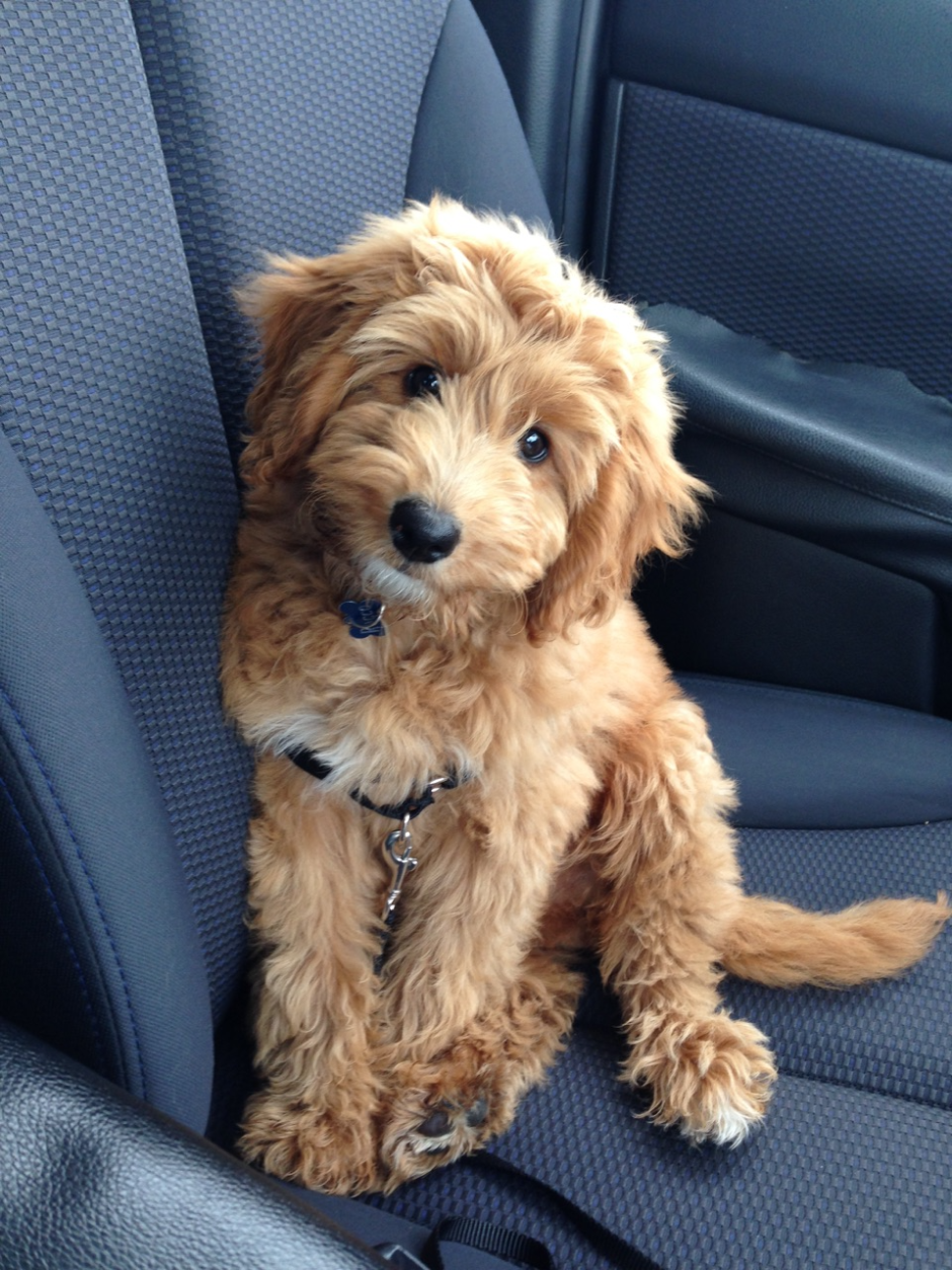 Сенбернар собака + пудель