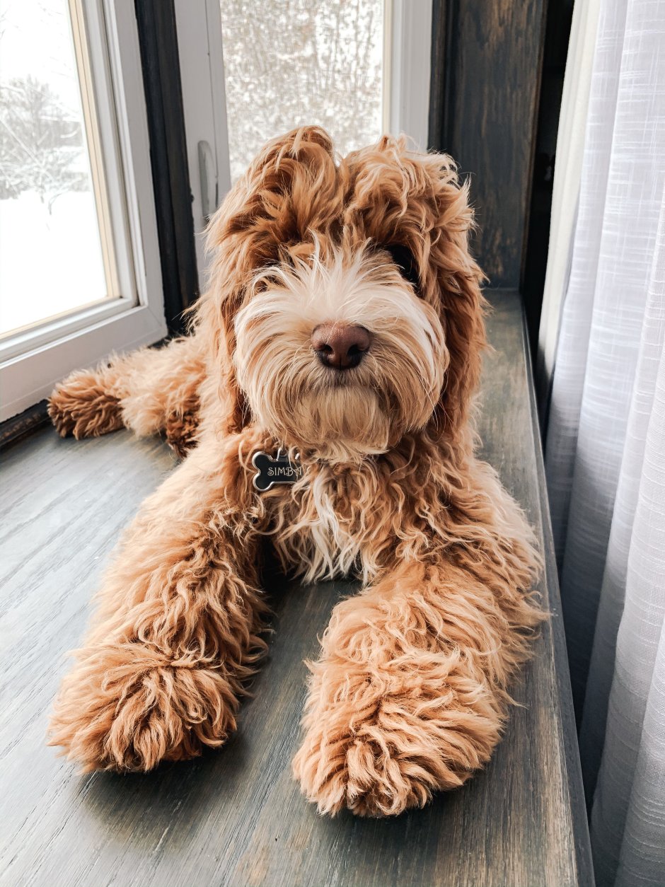 Голден дудл собака