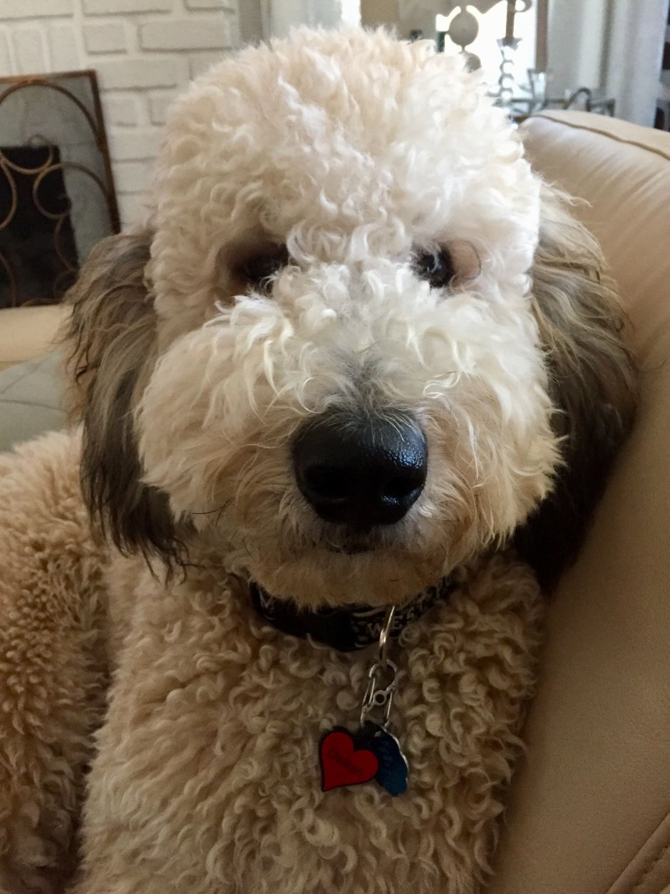 Лабрадудль мини