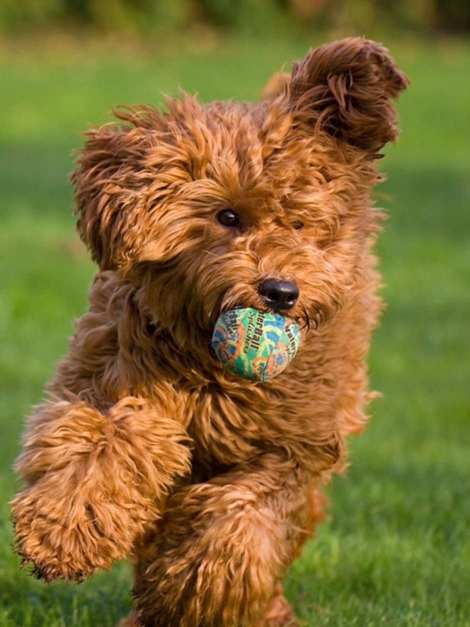 Купить щенок голдендудля