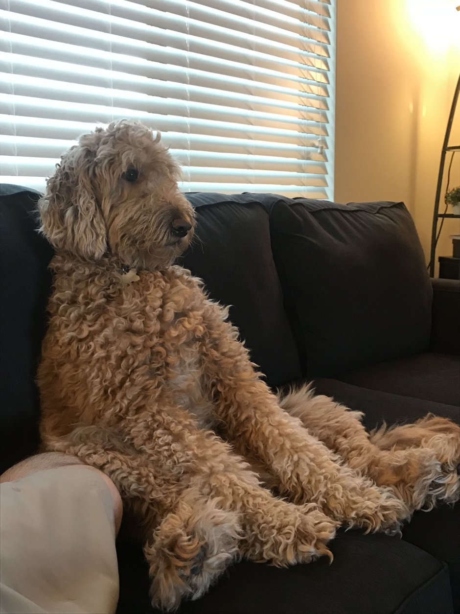 Собака Голдендудль мини