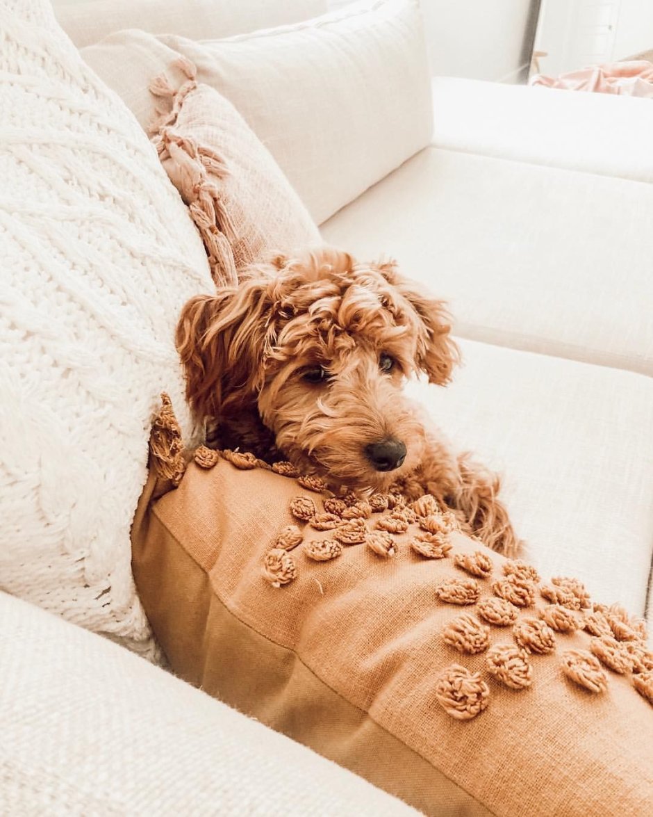 Голдендудль ретривер