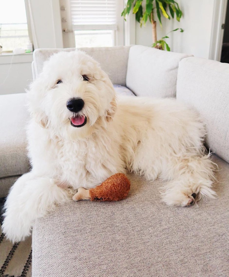 Лабрадудль и мальтипу