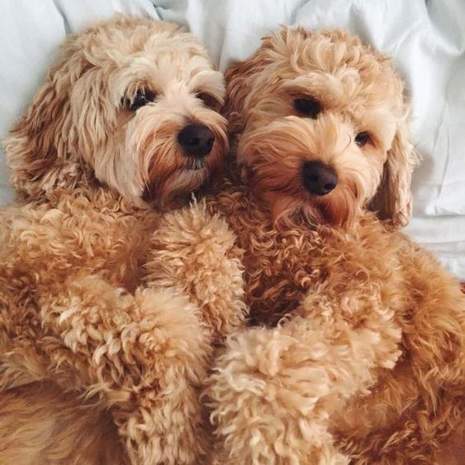 Лабрадудль размер с человеком