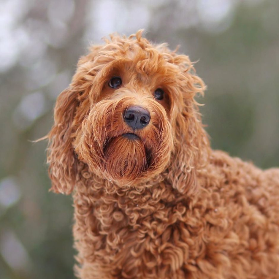 Лабрадудль кокапу порода