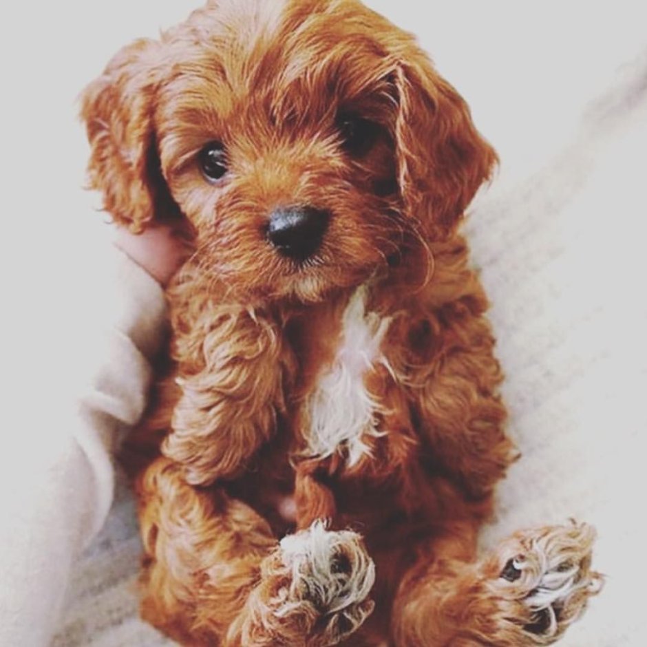 Порода Голдендудль