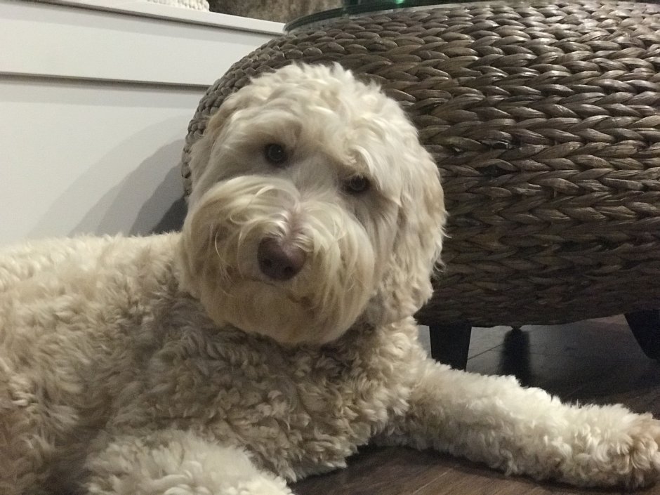 Голдендудль и лабрадудль