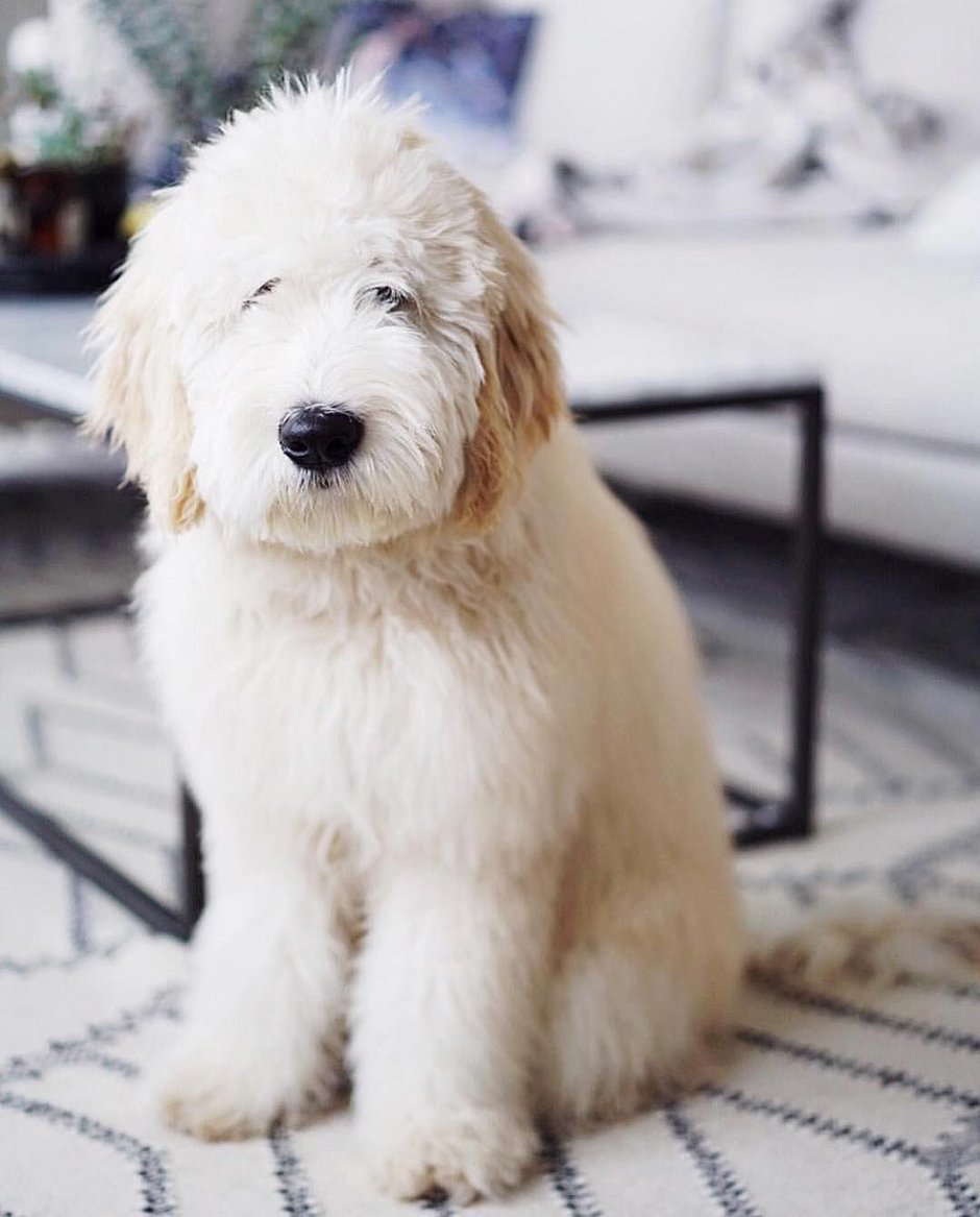 Голдендудль взрослый