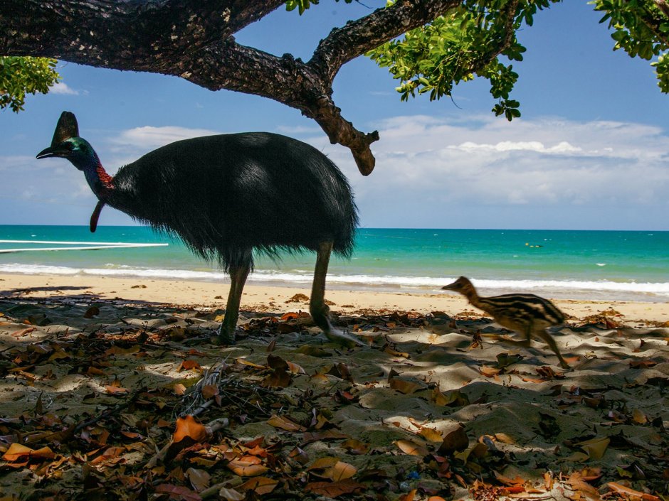 Казуар National Geographic