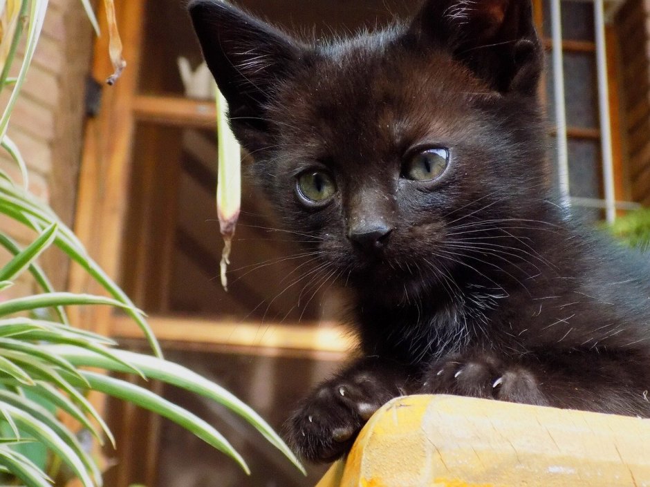 Сноу-Шу кошка