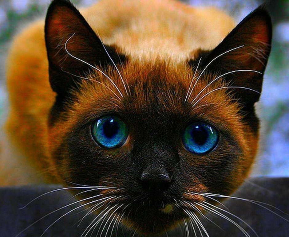Сиамская кошка темная