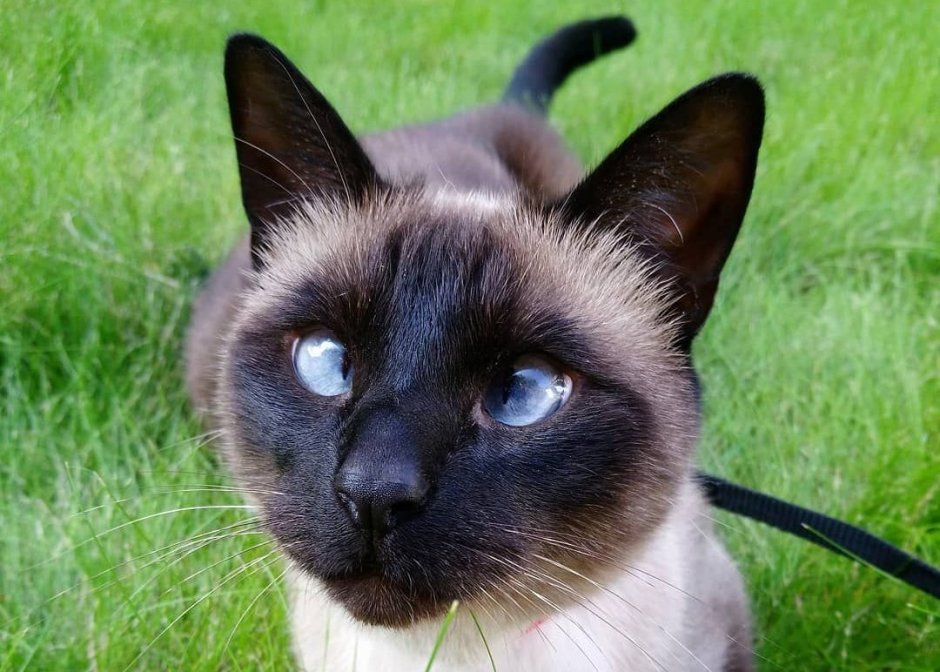 Черный котенок