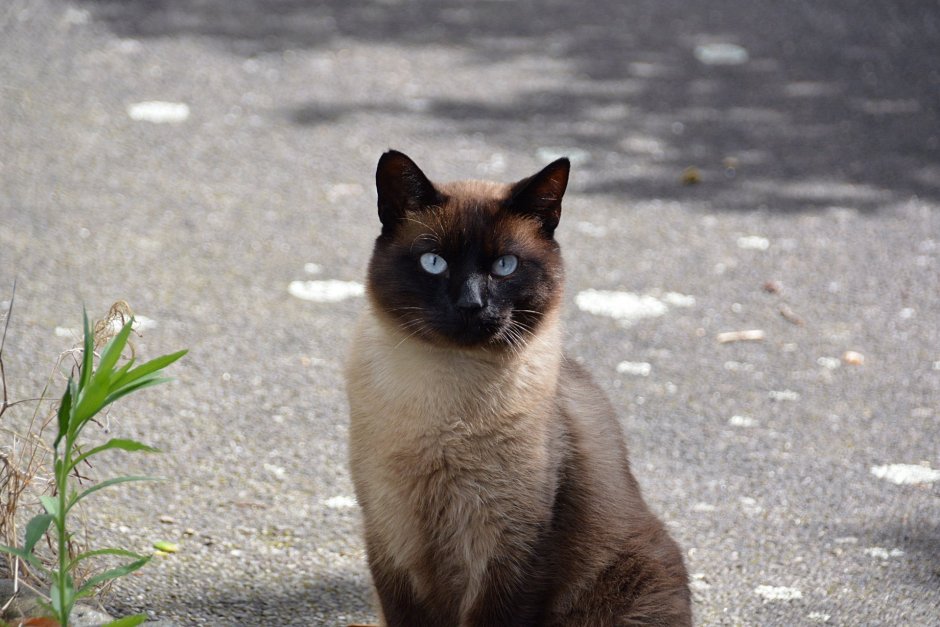 Сиамская кошка черная