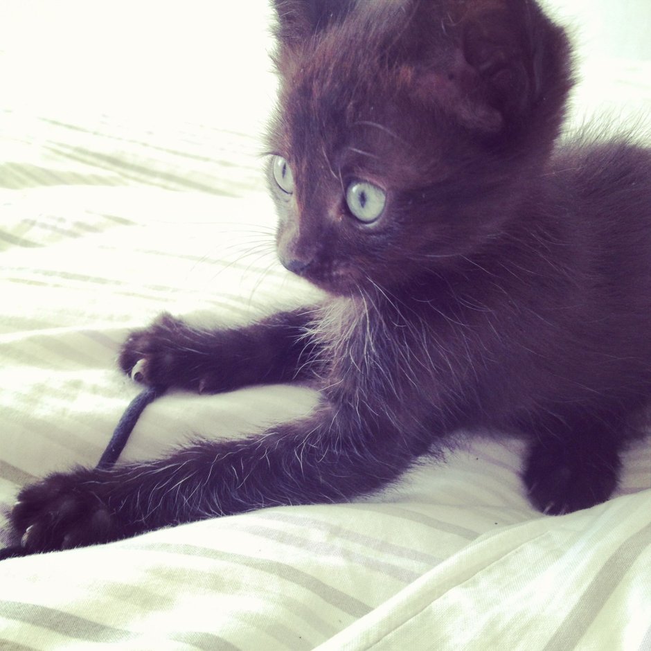 Черная кошка с котятами