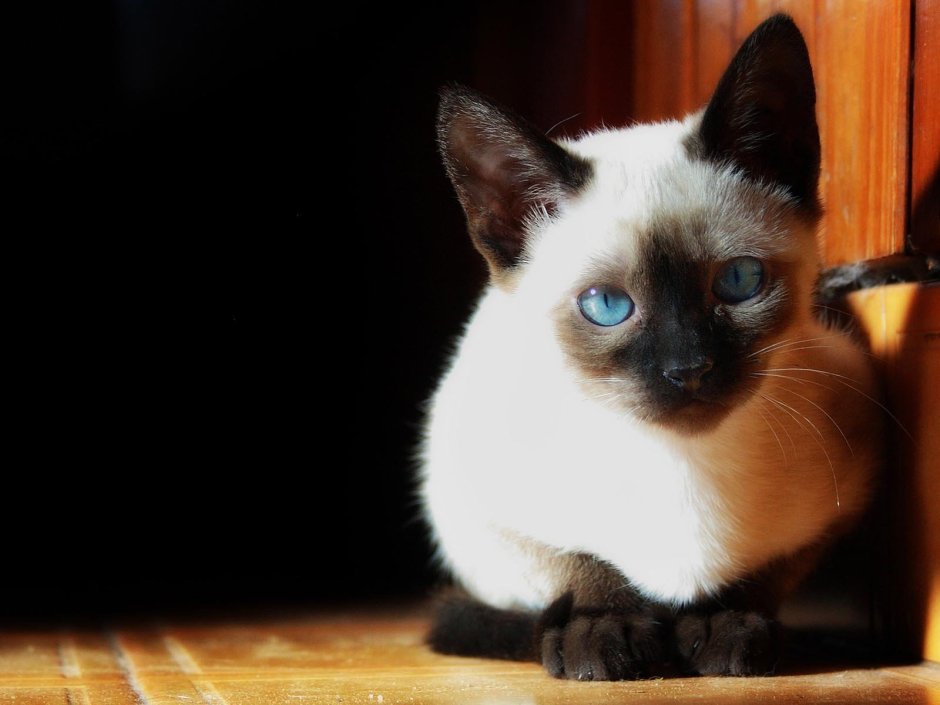 Сиамская кошка