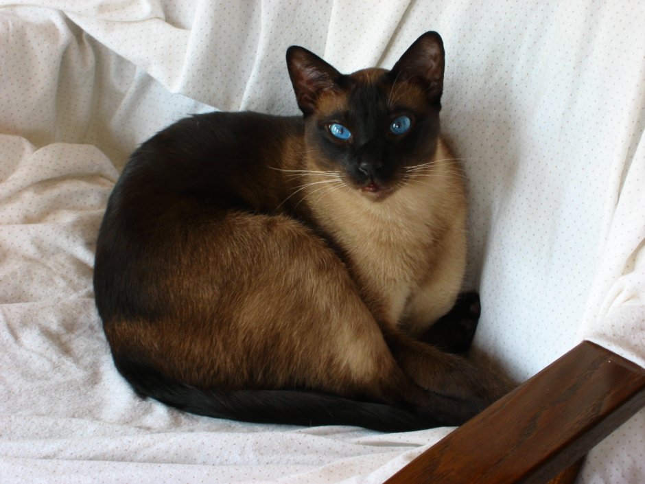 Черный сиамский котенок