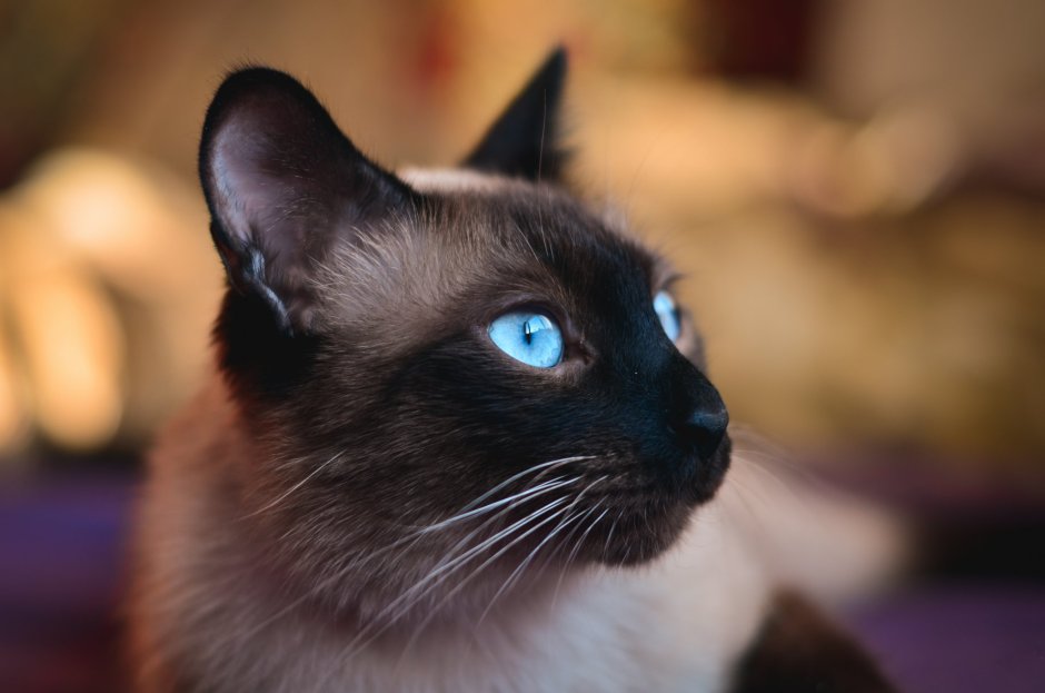 Сиамская кошка черная