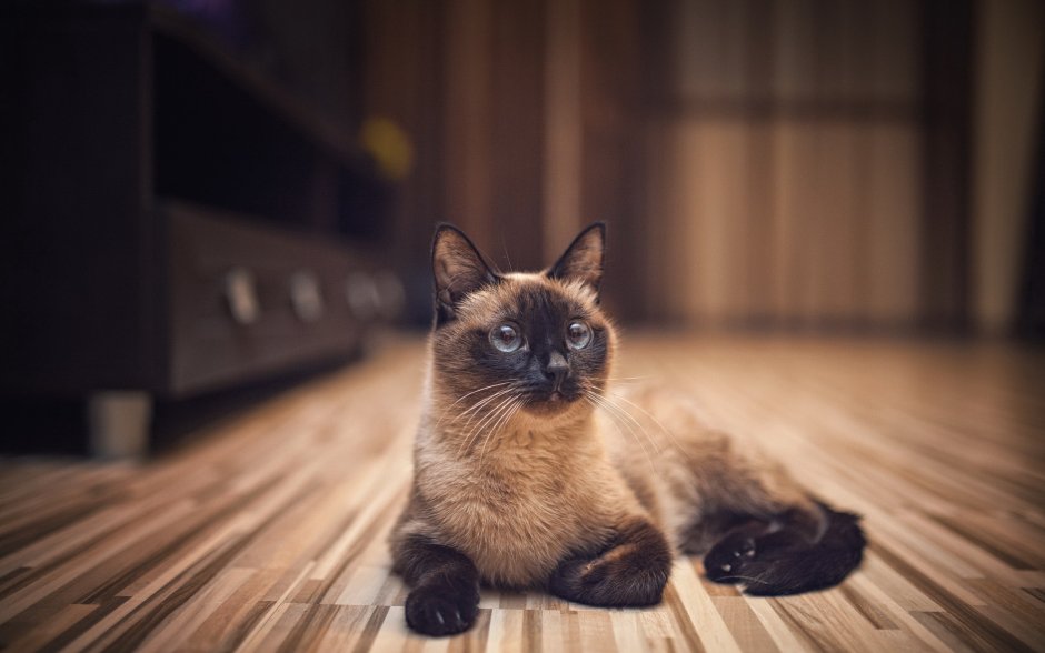 Чёрный котик