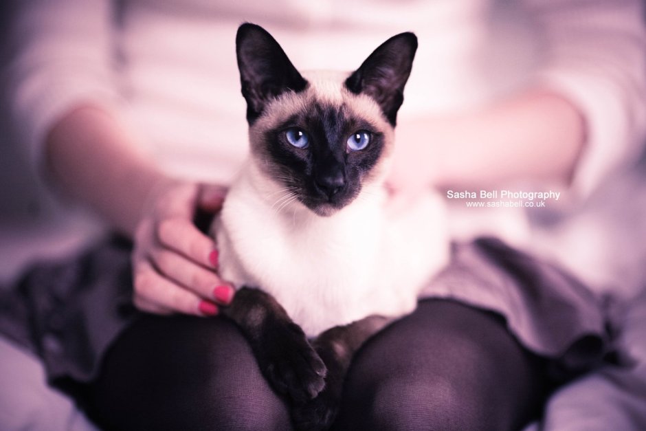 Сиамская кошка с хозяином