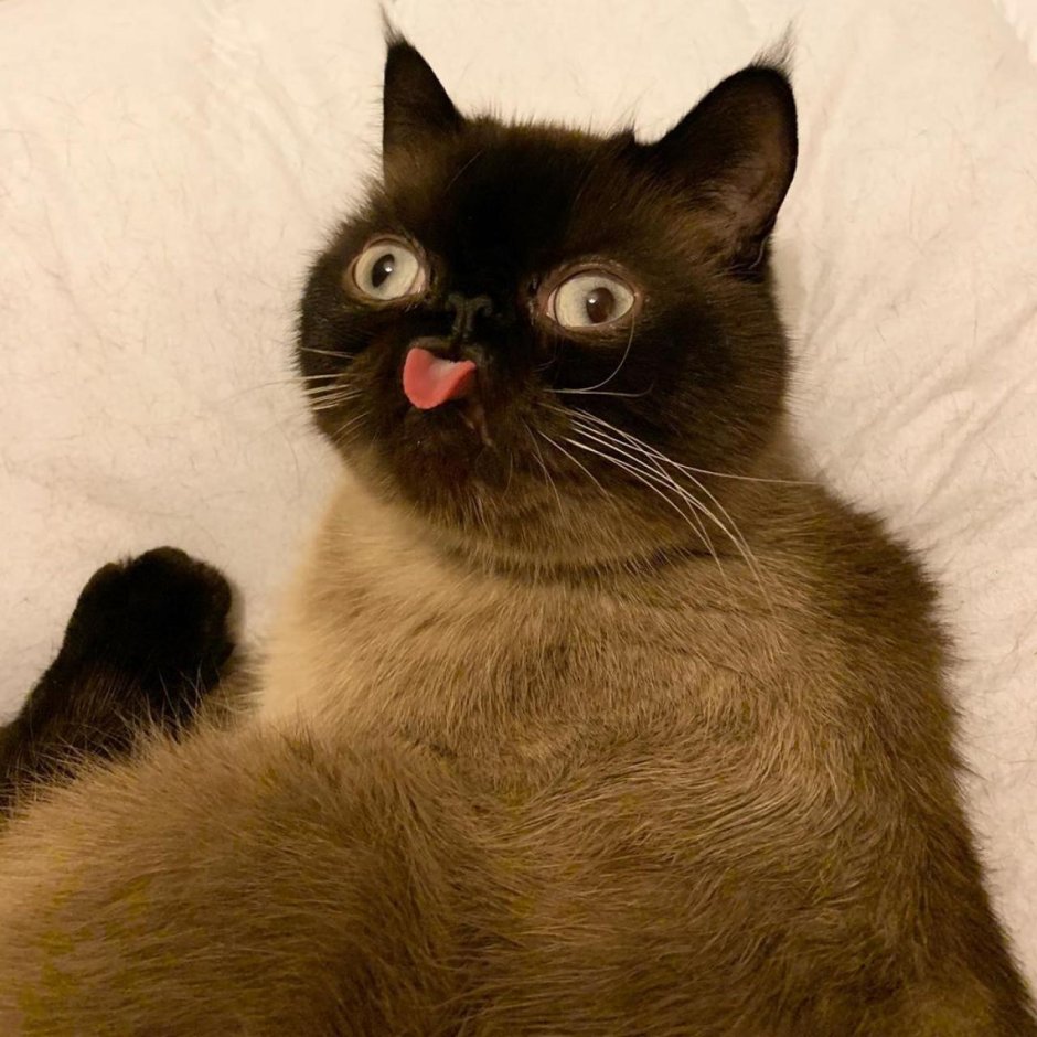 Сиамская кошка