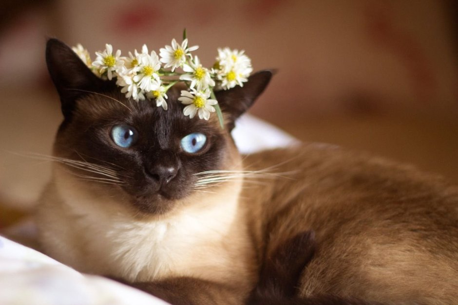 Сиамская кошка домашняя