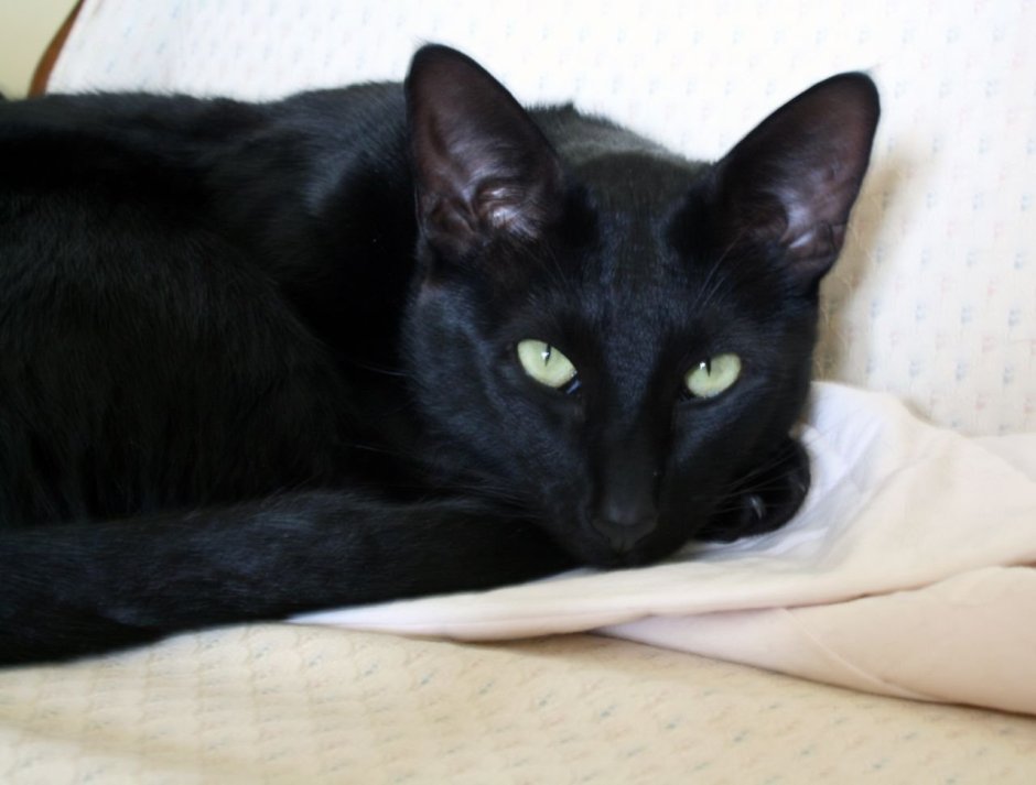 Сиамский кот