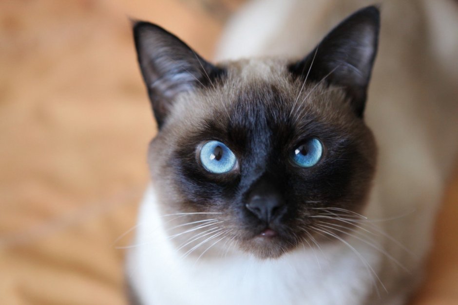 Кошка юм юм