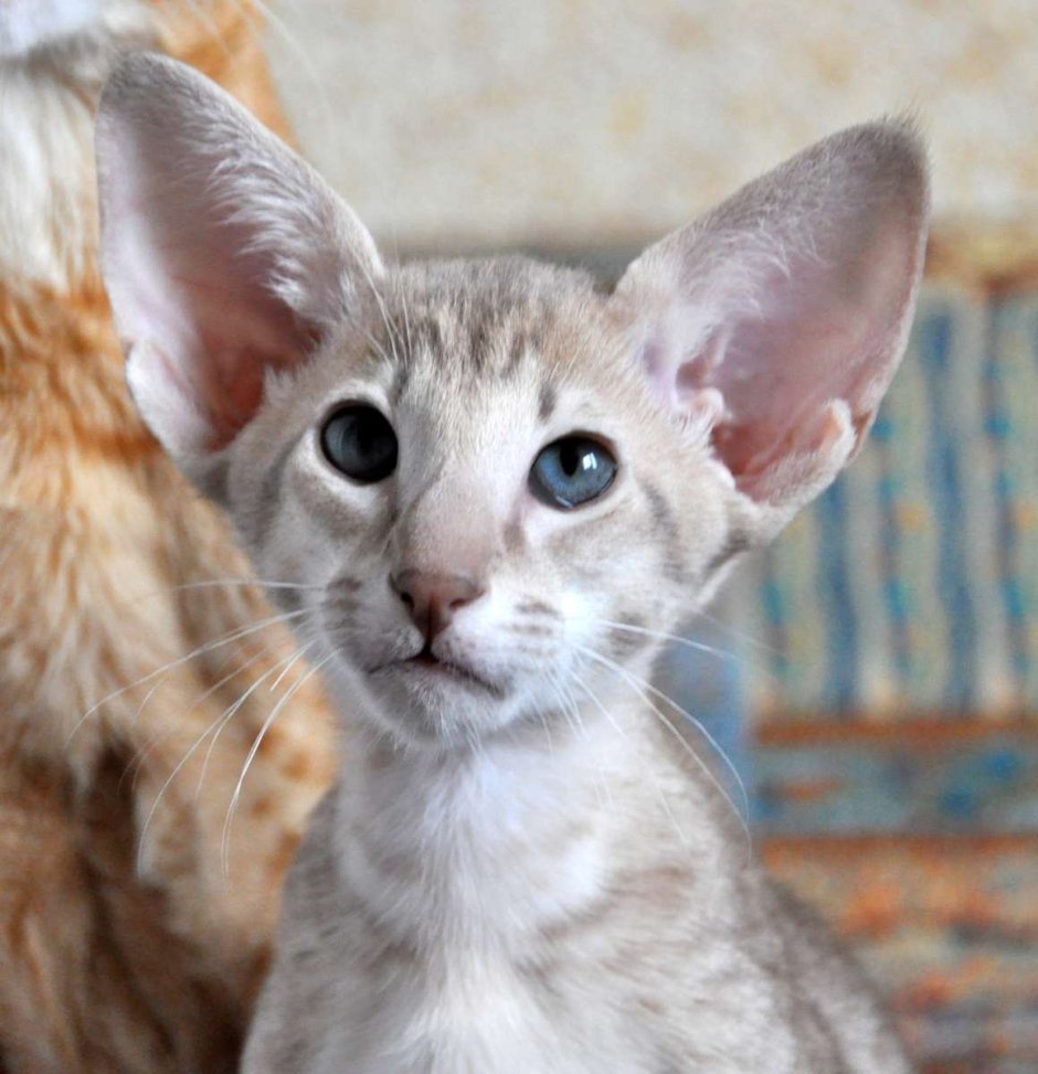 Кошка Ориентал котенок