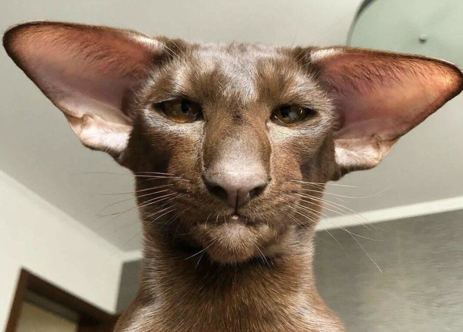 Коты ориенталы